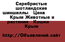 Серебристые шотландские шиншиллы › Цена ­ 7 000 - Крым Животные и растения » Кошки   . Крым